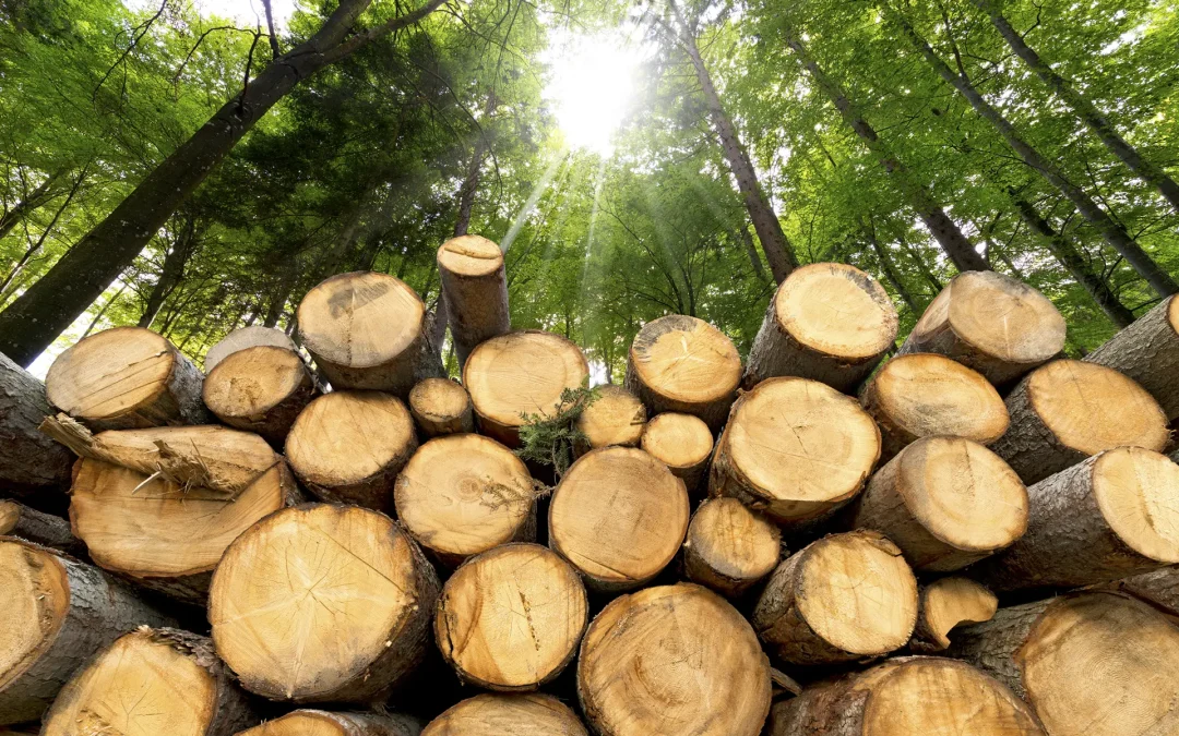 Standing Timber Buyers in WNY