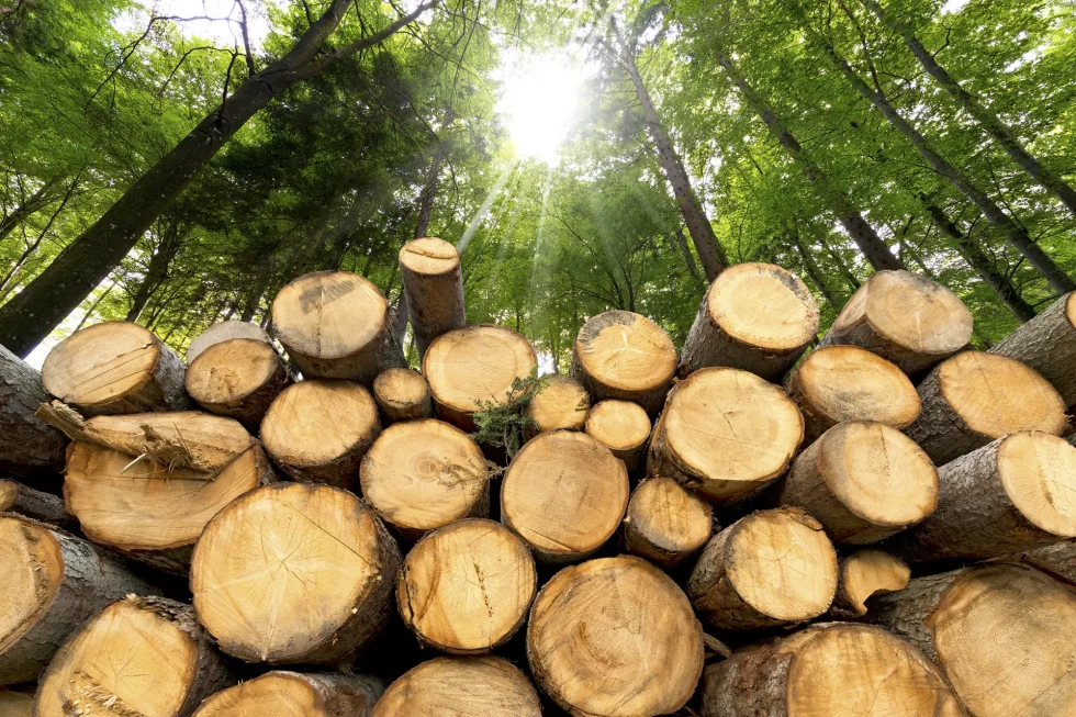 Standing Timber Buyers in WNY