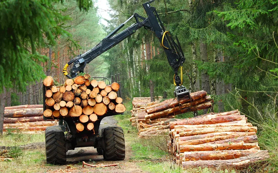 NY Timber Harvesting Services