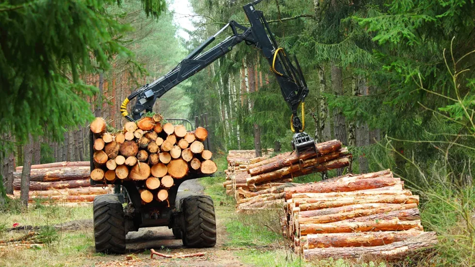 NY Timber Harvesting Services
