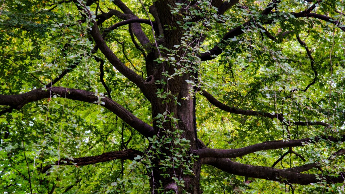 Black Walnut Timber Buyer in PA