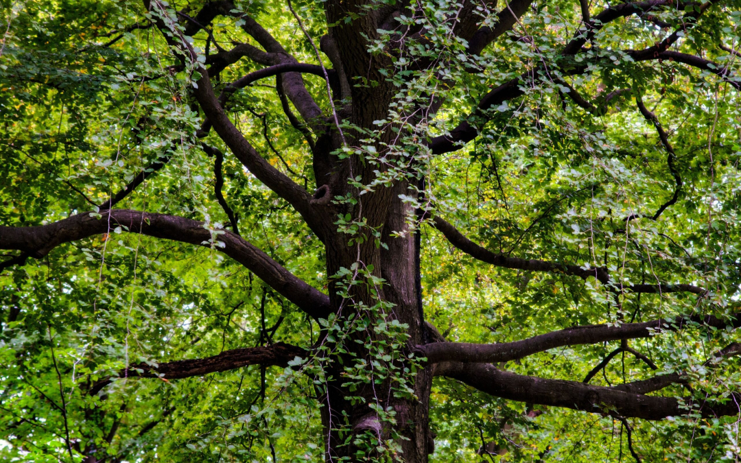 Black Walnut Timber Buyer in PA
