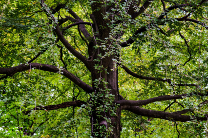 Black Walnut Timber Buyer in PA