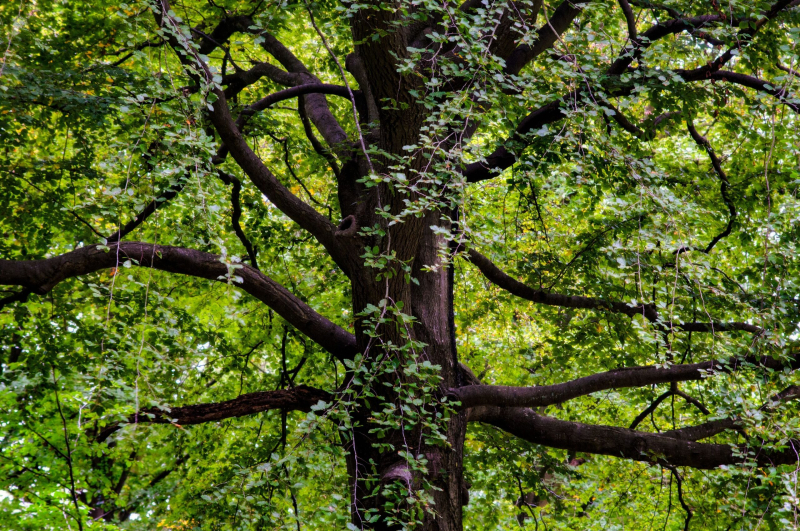 Black Walnut Timber Buyer in PA