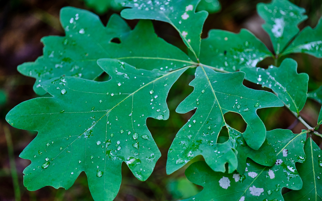 White Oak Timber Buyers in PA