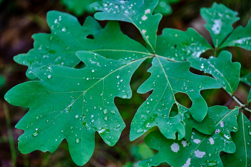 White Oak Timber Buyers in PA